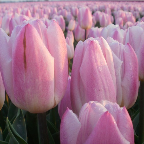 Tulipa Sweet Flag-1