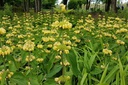 Phlomis russeliana - BIO-1