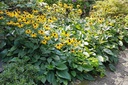 Rudbeckia 'Goldsturm' - BIO-1