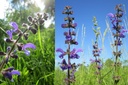 Salvia pratensis - BIO-1