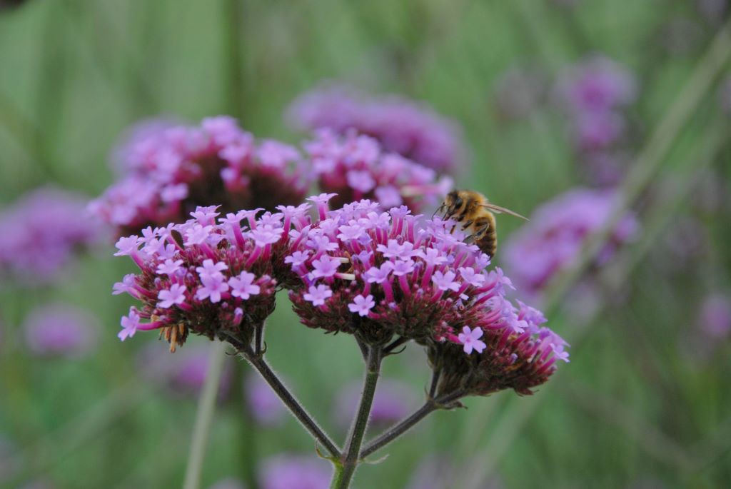 Verbena bonariensis - BIO-1