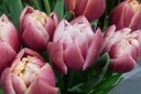 Tulipa Columbus - BIO-1