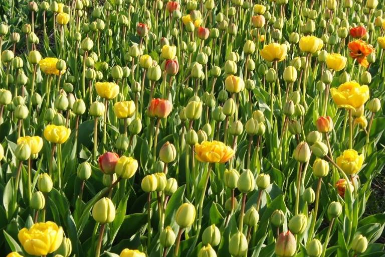 Tulipa Beauty Rose of Apeldoorn-1