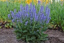 Salvia 'Azure Snow'- BIO-1