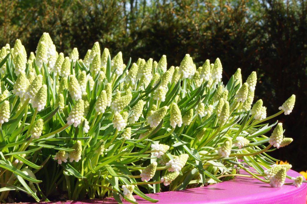 Muscari White Magic - BIO-1