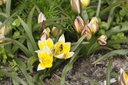 Tulipa Tarda - BIO-1