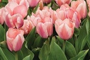 Tulipa Apricona - BIO-1