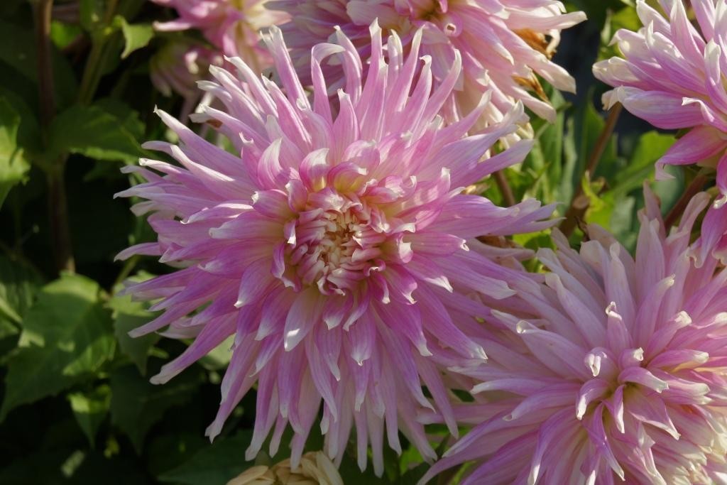 Dahlia Kiev - BIO-1