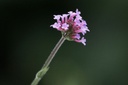 Verbena bonariensis - BIO-2