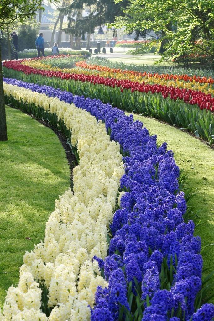 Hyacinthus Blue Star - BIO-2