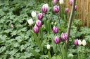 Tulipa Purple Delight Mix - BIO-2