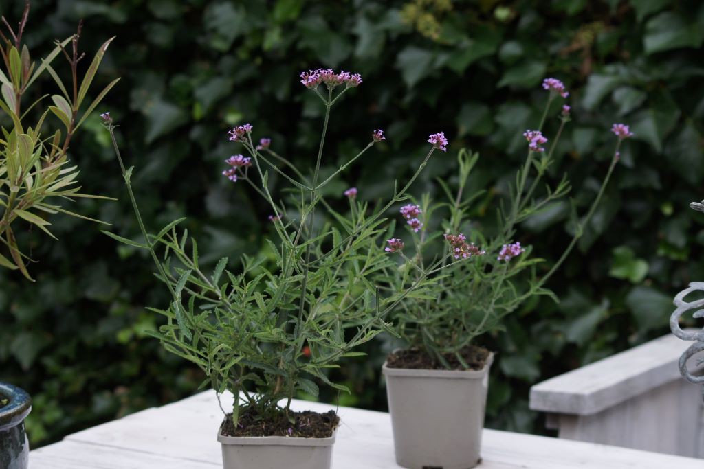 Verbena bonariensis - BIO-3