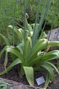 Allium nigrum - BIO-3