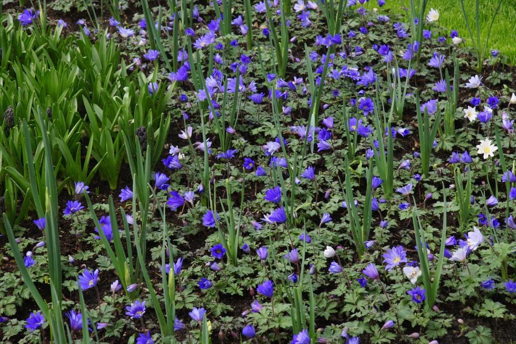 Anemone blanda blauw - BIO -5