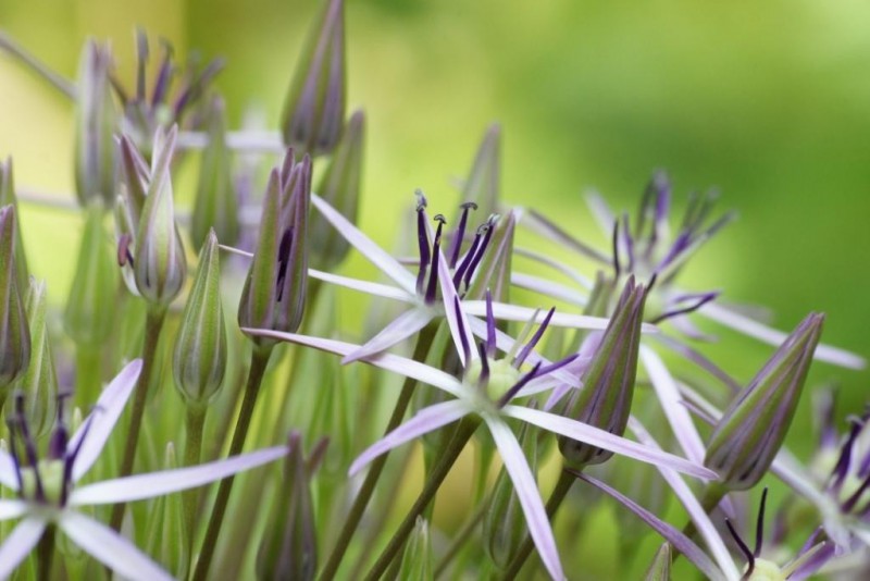 Allium Christophii - BIO