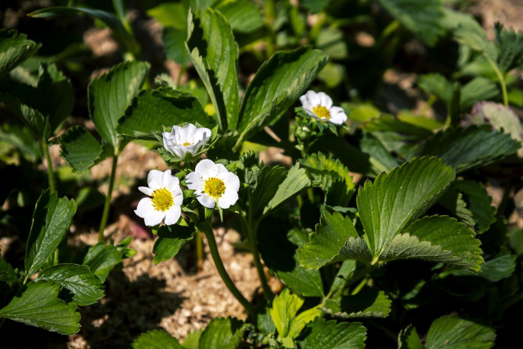 Fragaria 'Ostara' - BIO