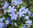 Brunnera 'Alexanders Great' - BIO