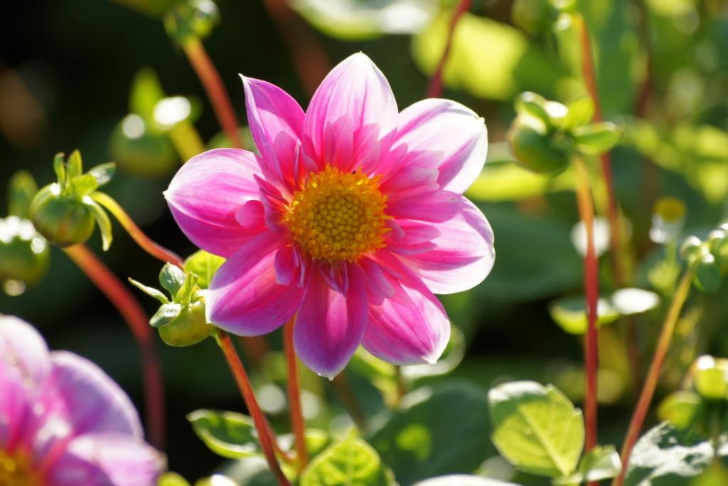 Dahlia Bijen Mix Roze-Rood 4 ST - BIO