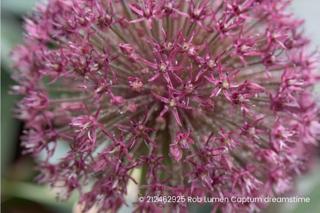 Allium Karataviense  Red Giant - BIO