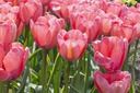 Tulipa Design Impression - BIO