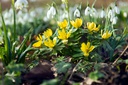 Eranthis cilicica - BIO