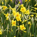 Narcissus Martinette - BIO