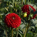 Dahlia-Viking-DSC01267.JPG