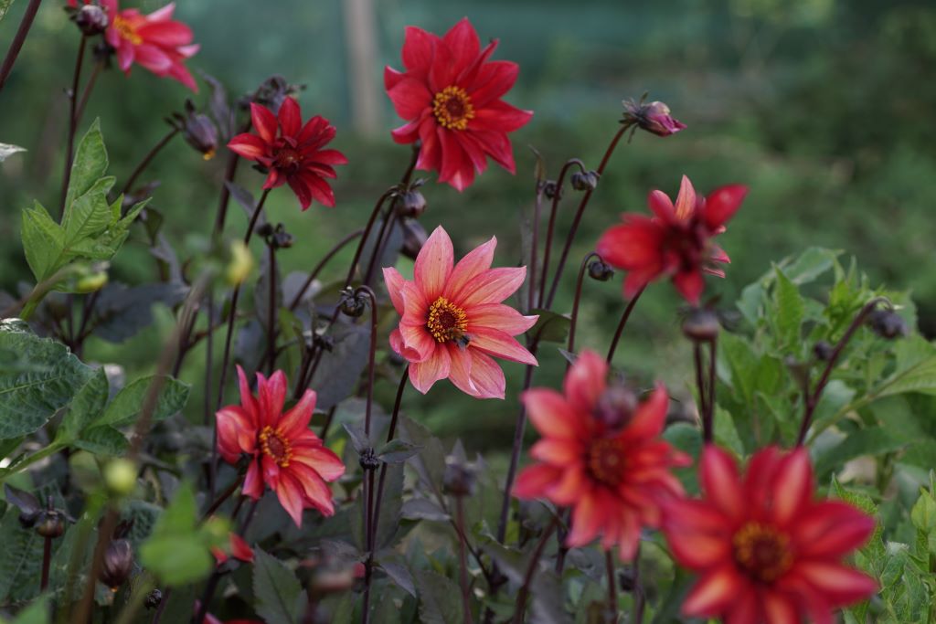 Dahlia Waltzing Mathilda - BIO