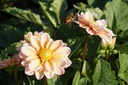 Dahlia Topmix Apricot - BIO