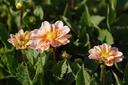 Dahlia Topmix Apricot - BIO