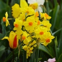 Narcissus Martinette - BIO