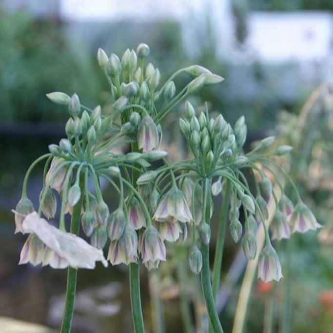 Allium siculum (syn. Nectaroscordum Bulgaricum) - BIO