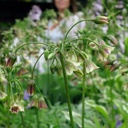 Allium siculum (syn. Nectaroscordum Bulgaricum) - BIO