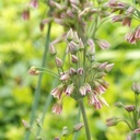 Allium siculum (syn. Nectaroscordum Bulgaricum) - BIO