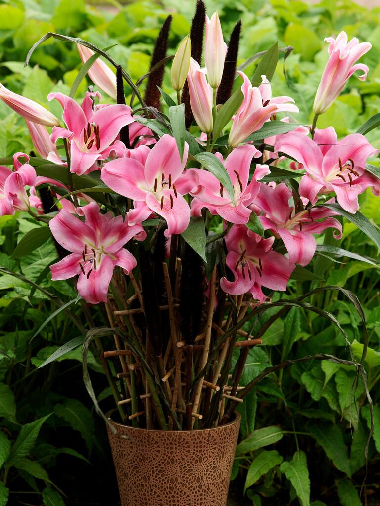 Lilium OT Robina - BIO