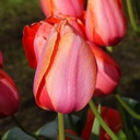 Tulipa Apricot Impression - BIO