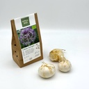 Allium Christophii - Sierui - BIO