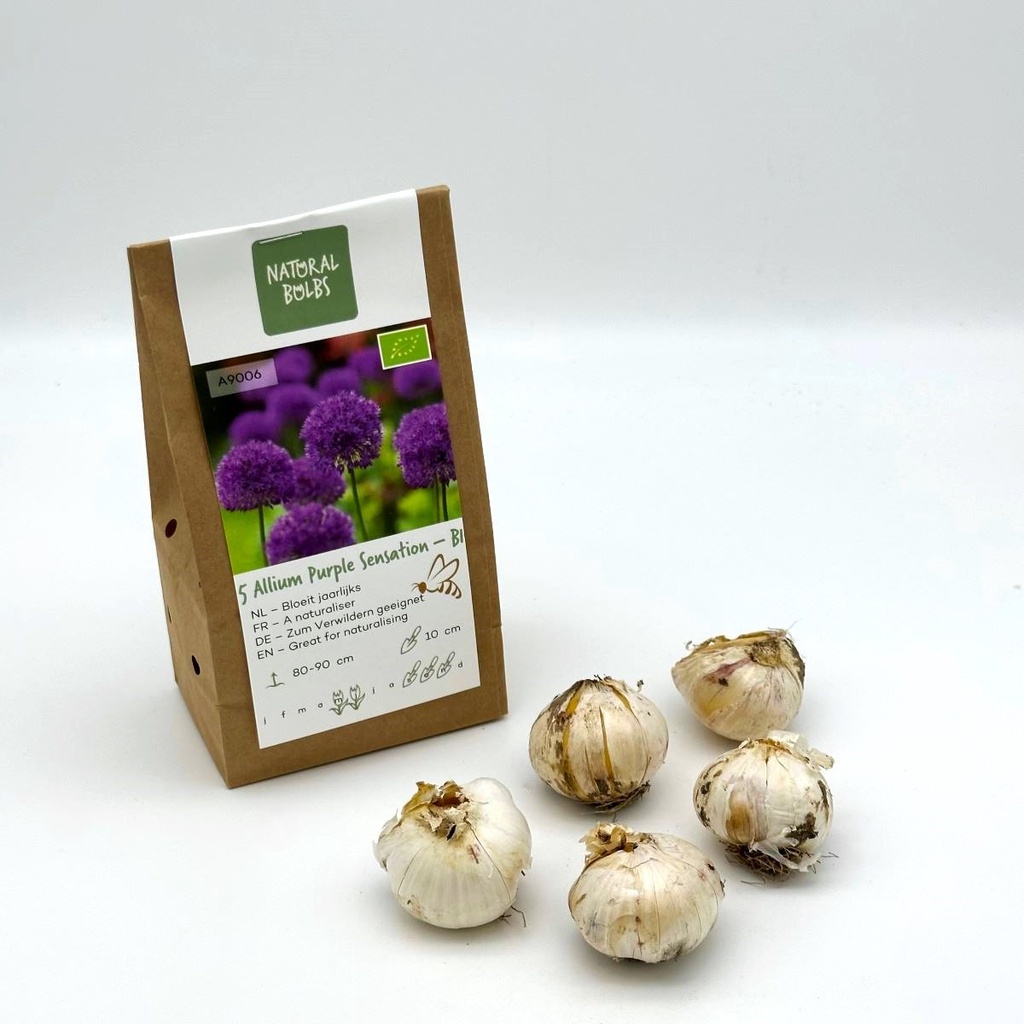 Allium Purple Sensation - Sierui - BIO