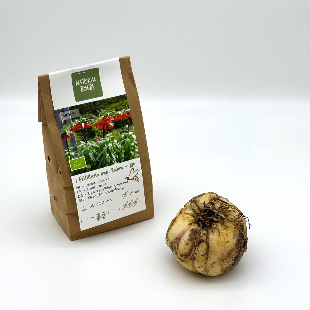 Fritillaria imp. Rubra - BIO