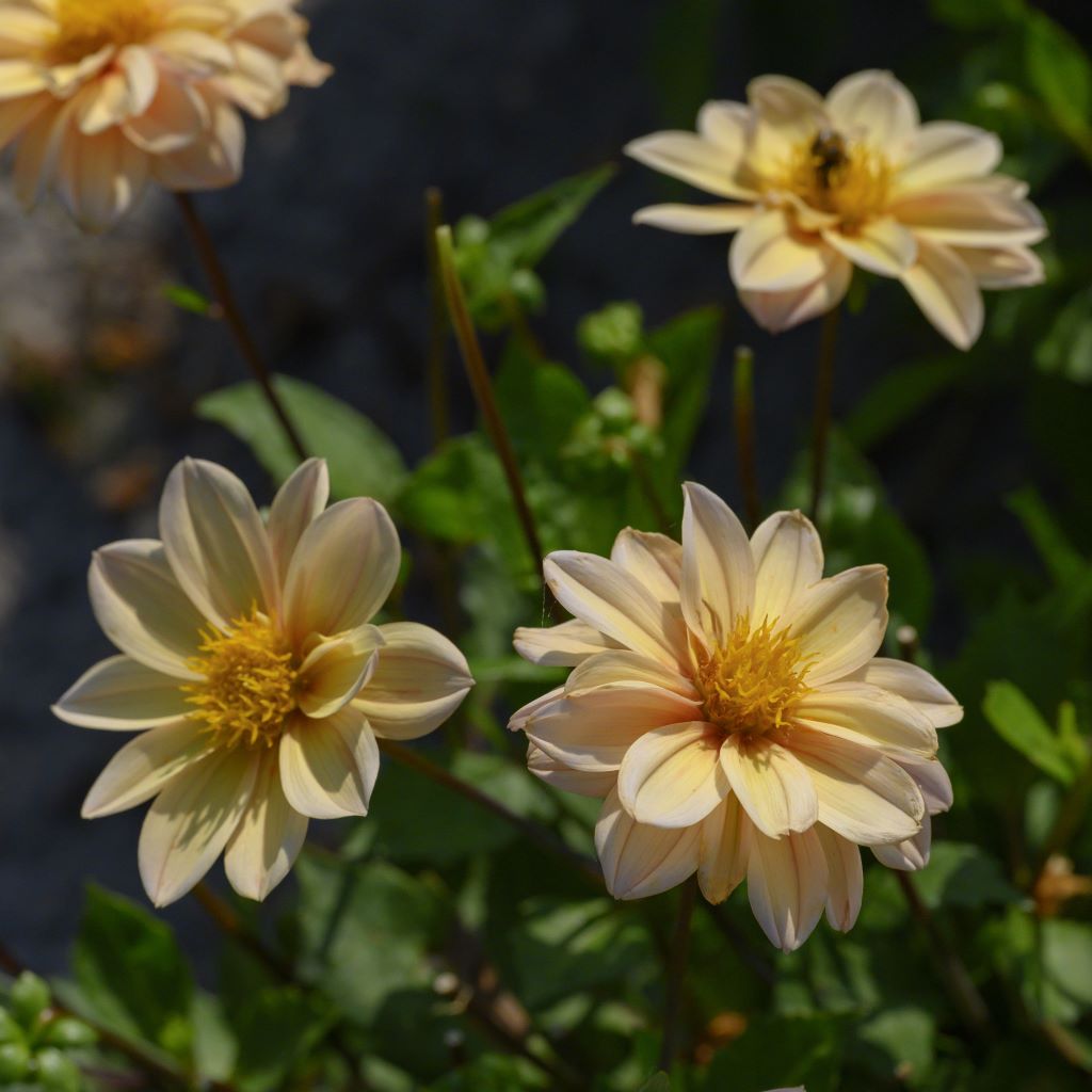 Dahlia Topmix Apricot - BIO