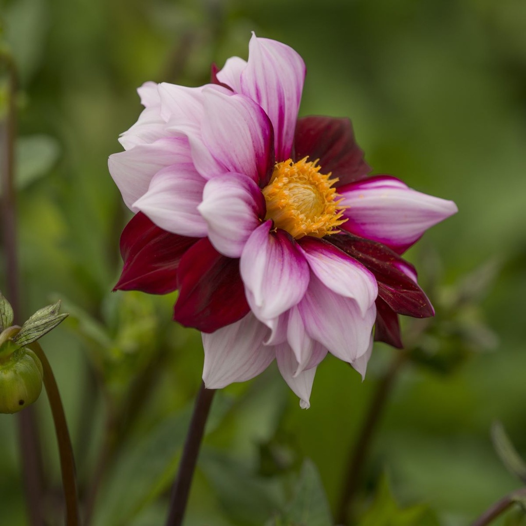 Dahlia Edge of Joy - BIO