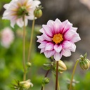 Dahlia Edge of Joy - BIO