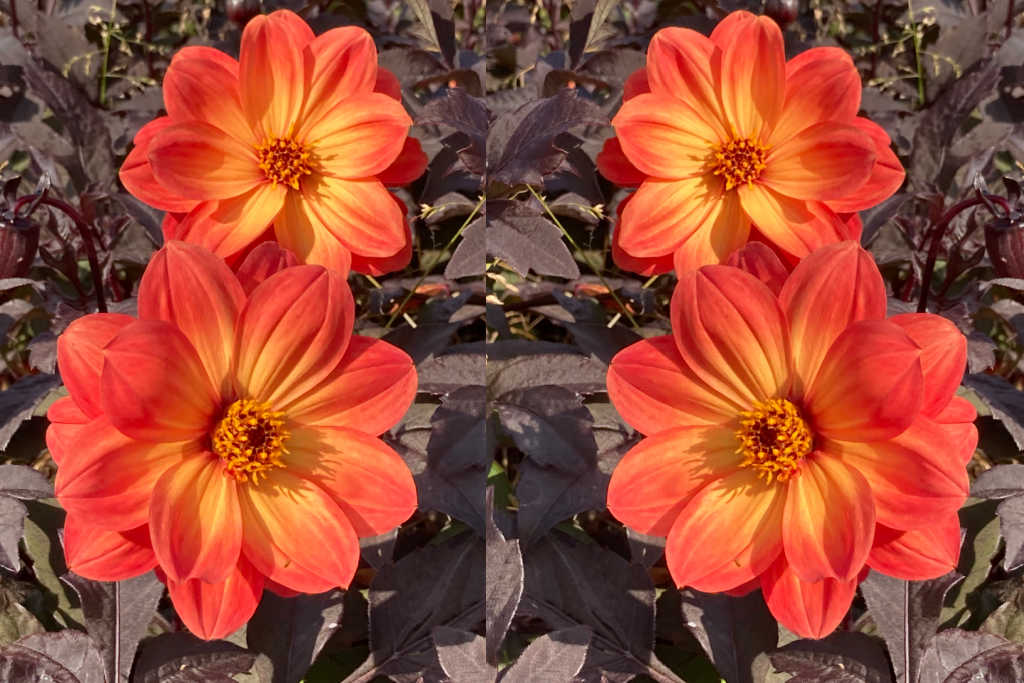 Dahlia Dreamy Sunset -tm- - BIO