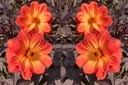 Dahlia Dreamy Sunset -tm- - BIO