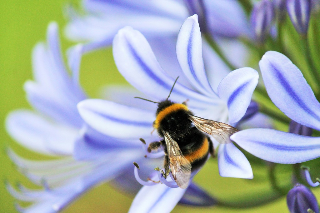 Agapanthus Charlotte - BIO