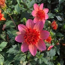 Dahlia Totally Tangerine - BIO