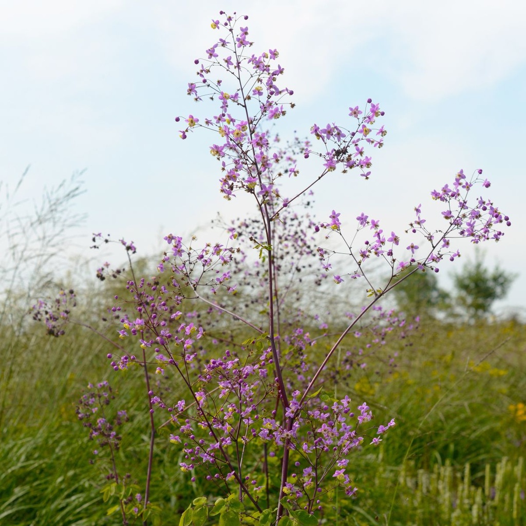 Thalictrum Delavayi - BIO