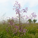 Thalictrum Delavayi - BIO