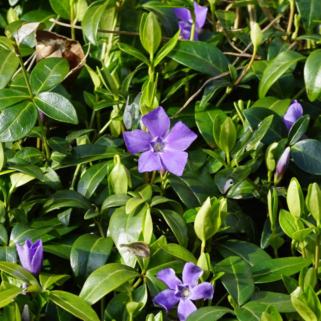 Vinca Minor - BIO