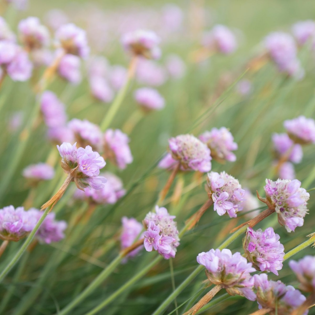 Armeria Maritima - BIO